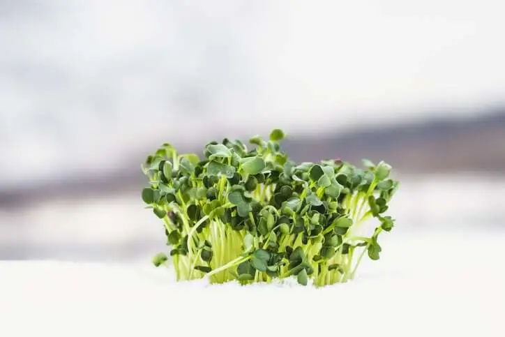 Essential Tools for Seed Germination: Heat Mat, Thermometer & Humidity